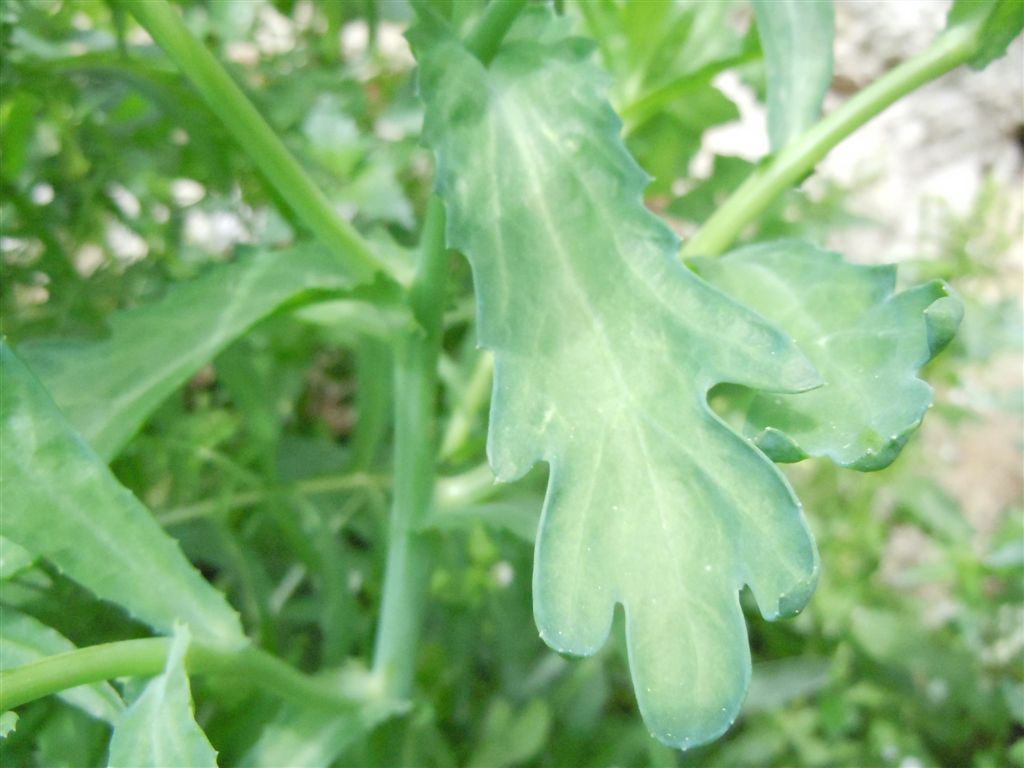 Glebionis segetum / Crisantemo campestre